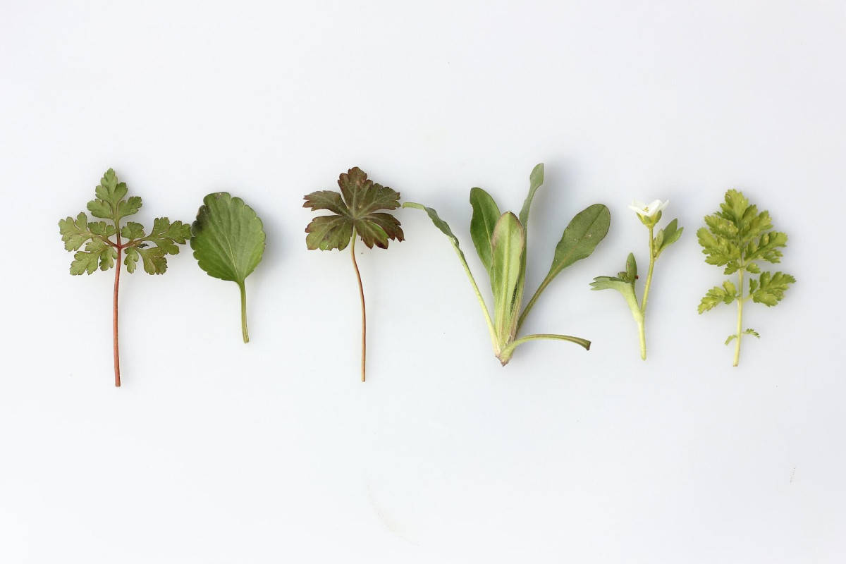 Are we allowed to pick herbs in the park?