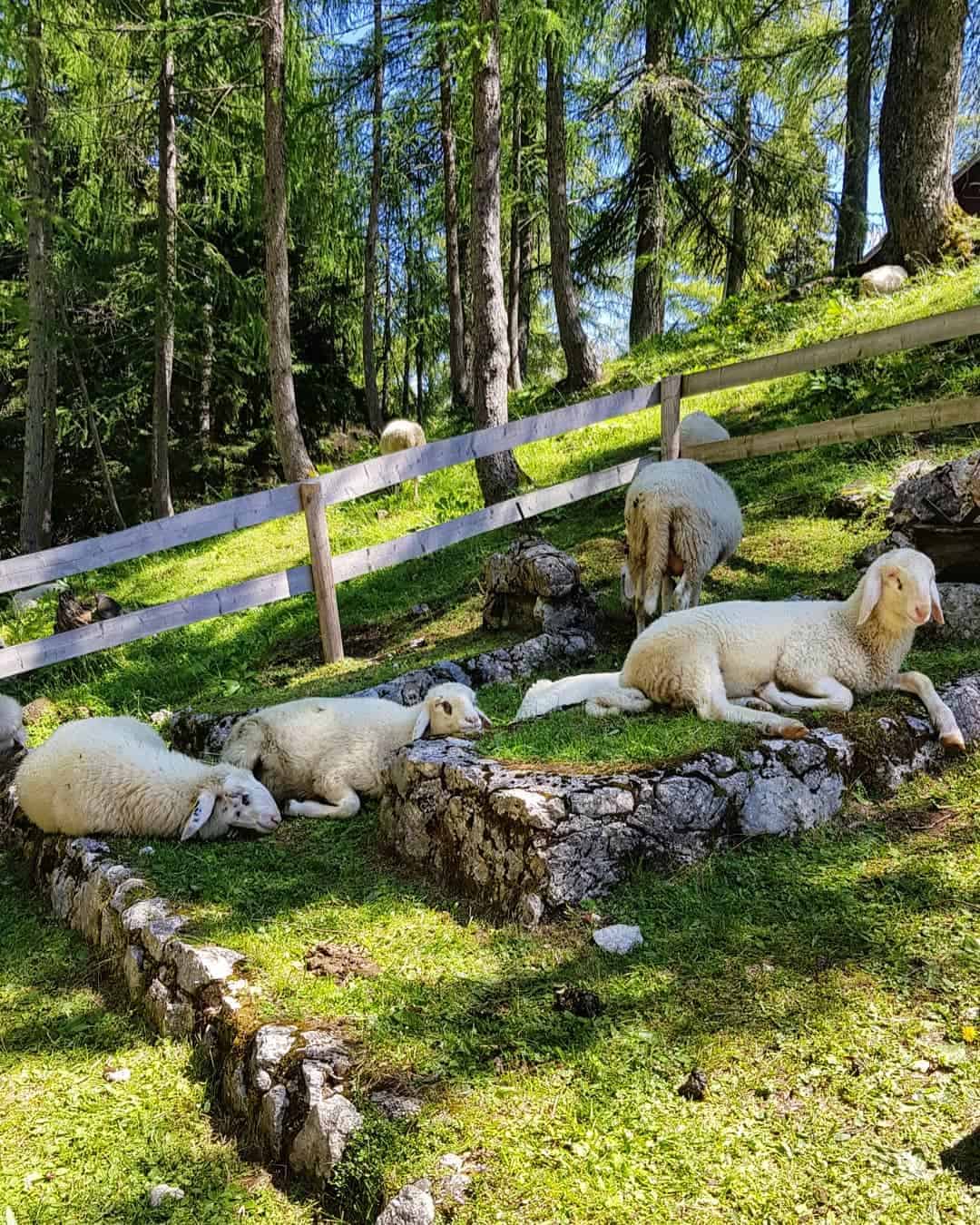 About Erjavčeva's mountain hut @ Vršič pass