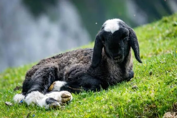 Sheeps in national park