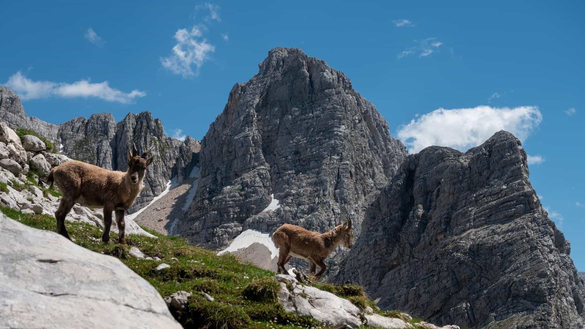 Kriški podi