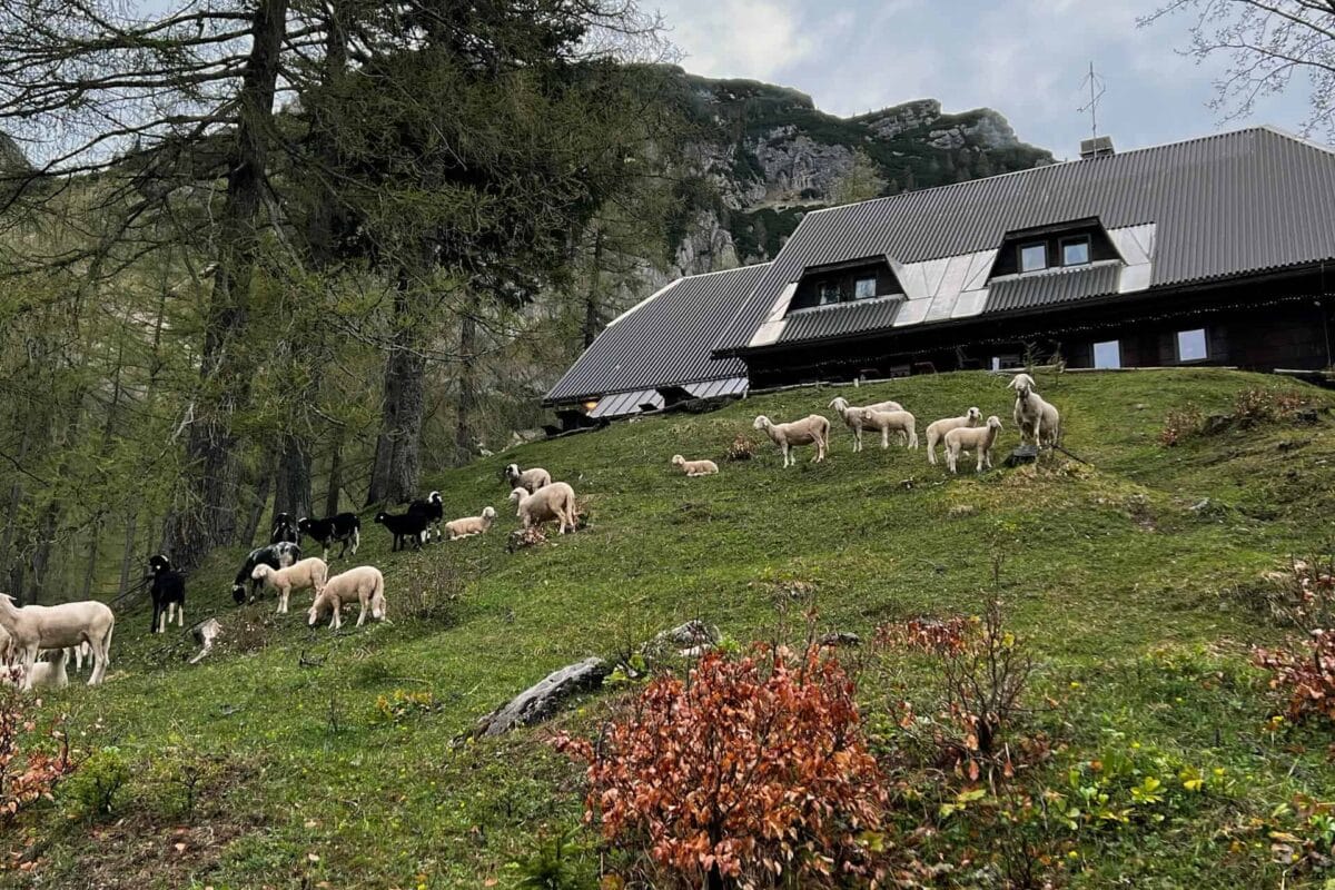 sheep are back at vrsic pass