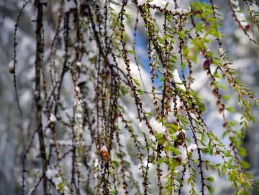 Snow on Vršič on May 12: Why Mountain Weather Changes So Quickly