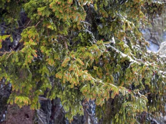 Snow on Vršič on May 12: Why Mountain Weather Changes So Quickly